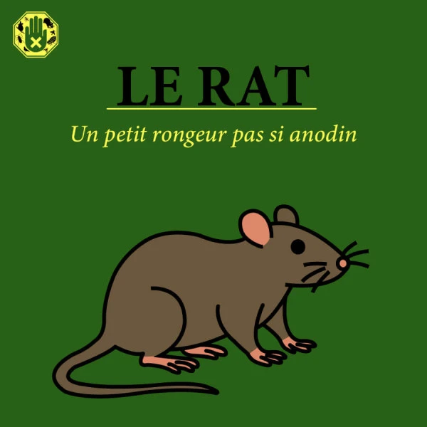deratisenet-deratiseur-rat