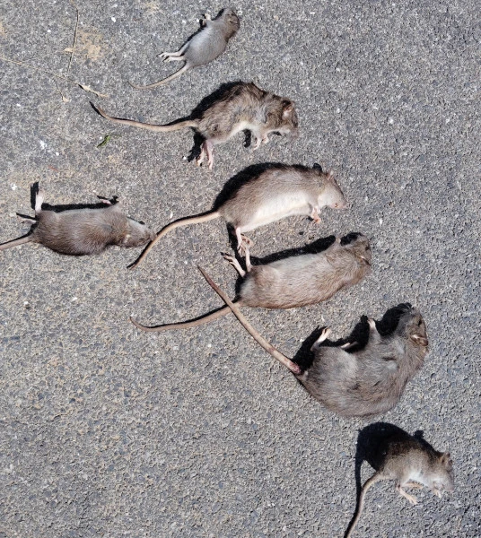 rats-morts-apres-deratisation-seine-et-marne-marne-aisne