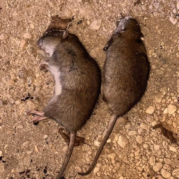 rats-deratisation-deratisenet-coulommiers