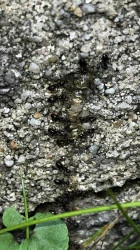 Traitement contre insectes pour lutter contre les invasions au sein de votre maison  